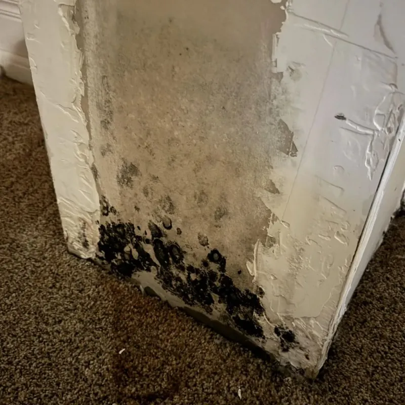 Professional Mold Removal in Heyworth, IL